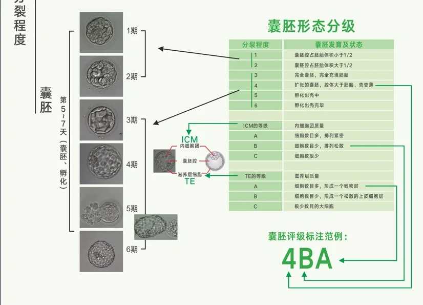 女性在一个月中会有多少个卵子排出呢？